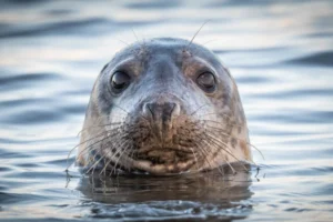 Grey seal