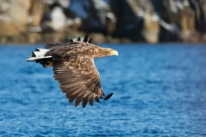 White Tailed Sea Eagle