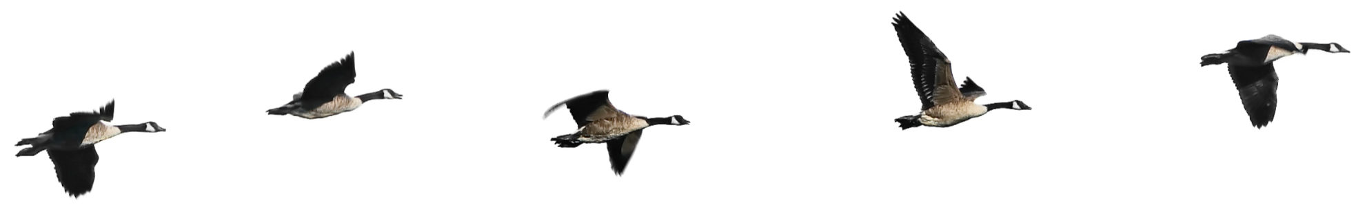 Geese in Flight Isle of Skye