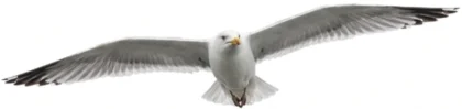 Herring Gull